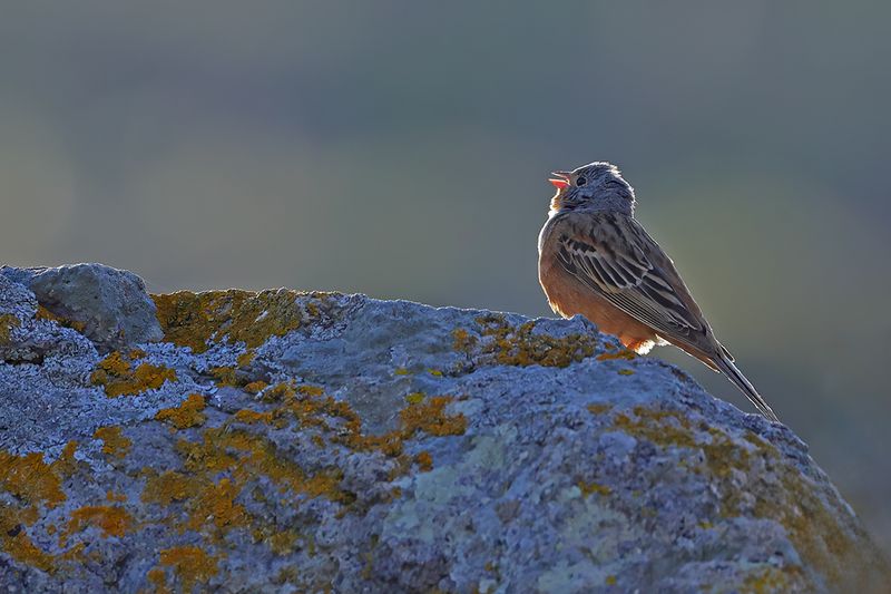 Cretzschmar's Bunting (Emberiza caesia)