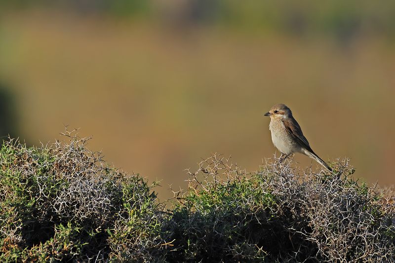 Red-backed Shrike (Lanius collurio)