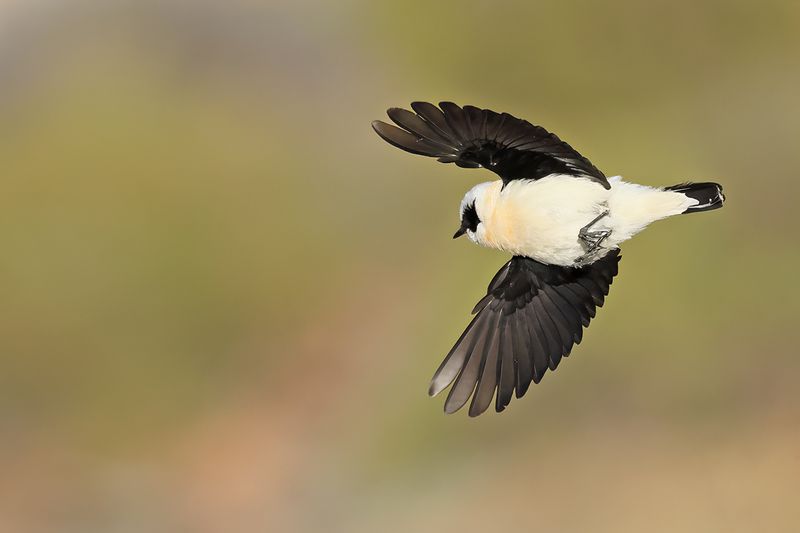 Eastern Black-eared Wheatear (Oenanthe melanoleuca)
