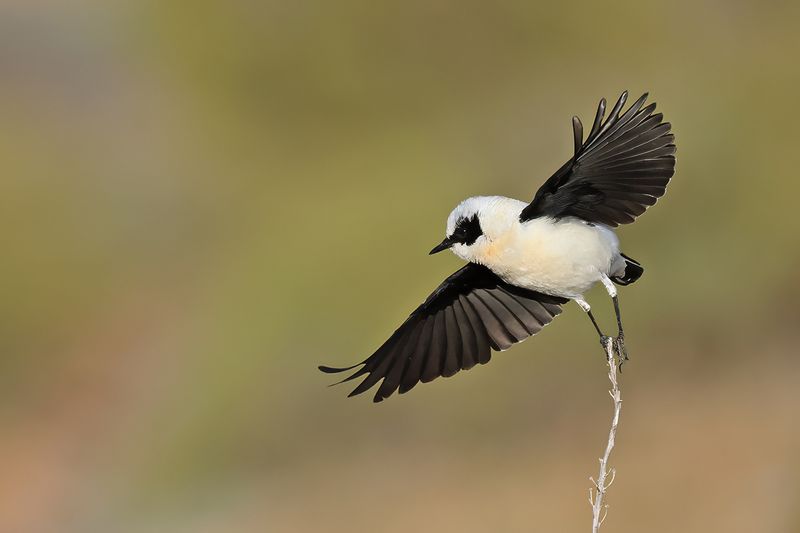 Eastern Black-eared Wheatear (Oenanthe melanoleuca)