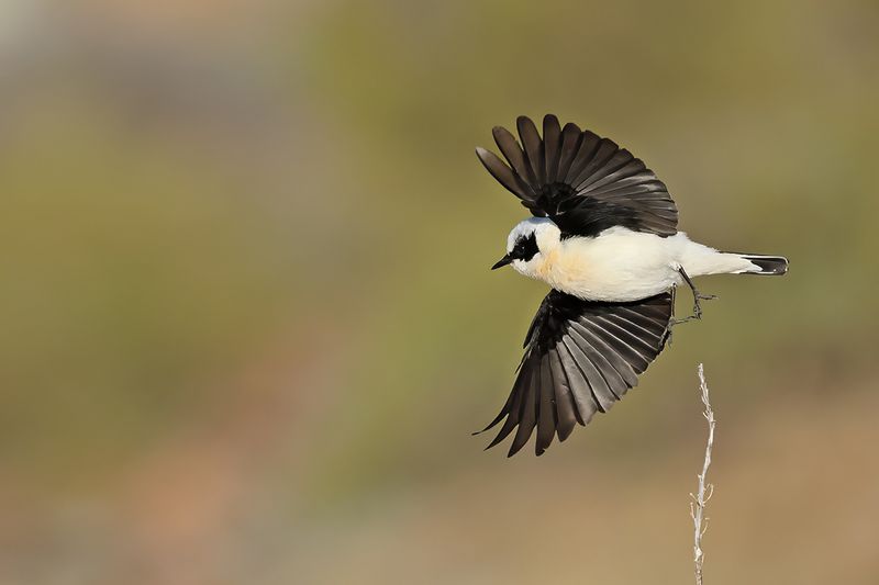 Eastern Black-eared Wheatear (Oenanthe melanoleuca)