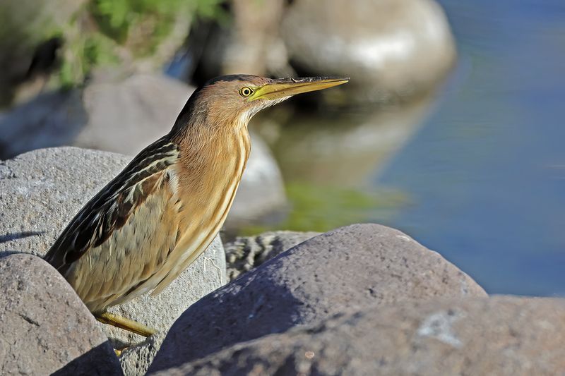 Little Bittern (Ixobrychus minutus)