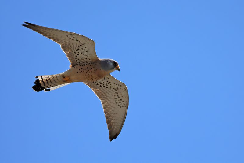 Lesser Kestrel (Falco naumanni)
