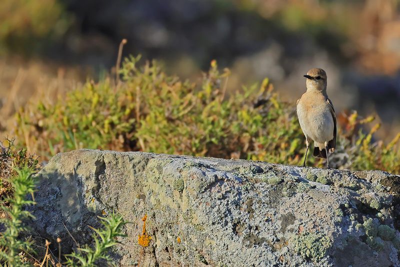 Isabelline Wheatear (Oenanthe isabellina)