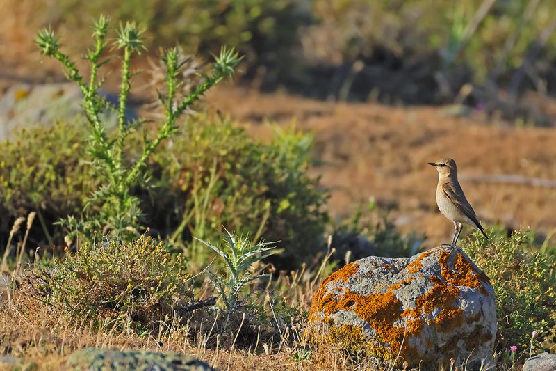 Isabelline Wheatear (Oenanthe isabellina)