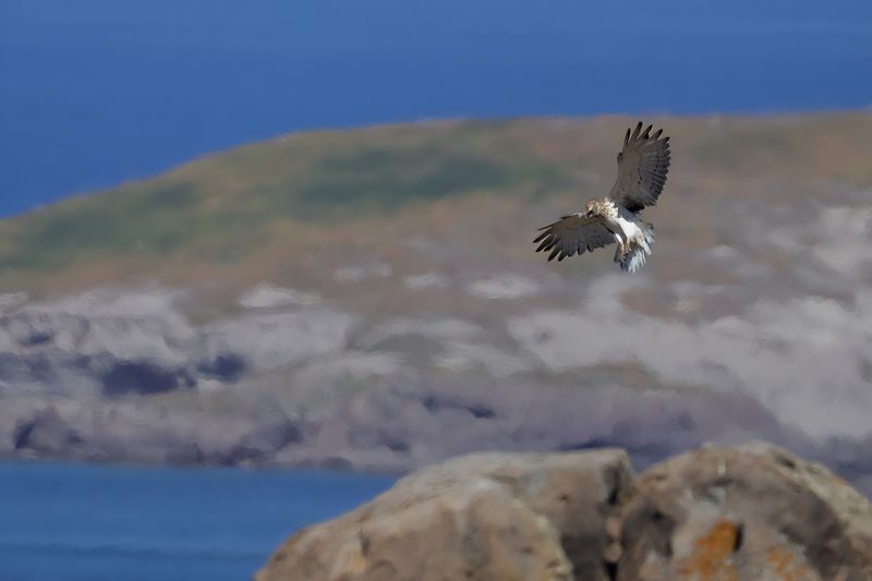 Short-toed Eagle (Circaetus gallicus)