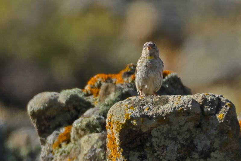 Rock Sparrow (Petronia petronia)