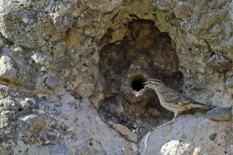 Rock Sparrow (Petronia petronia)