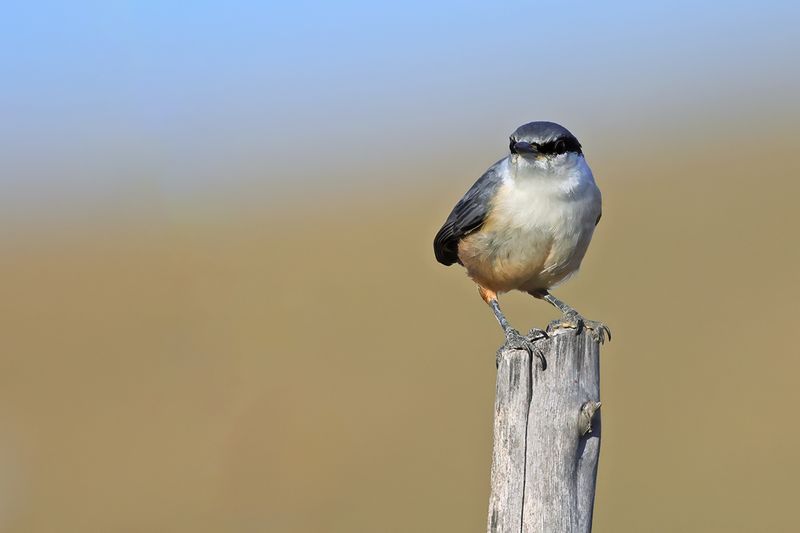 Rock Nuthatch (Sitta neumayer)