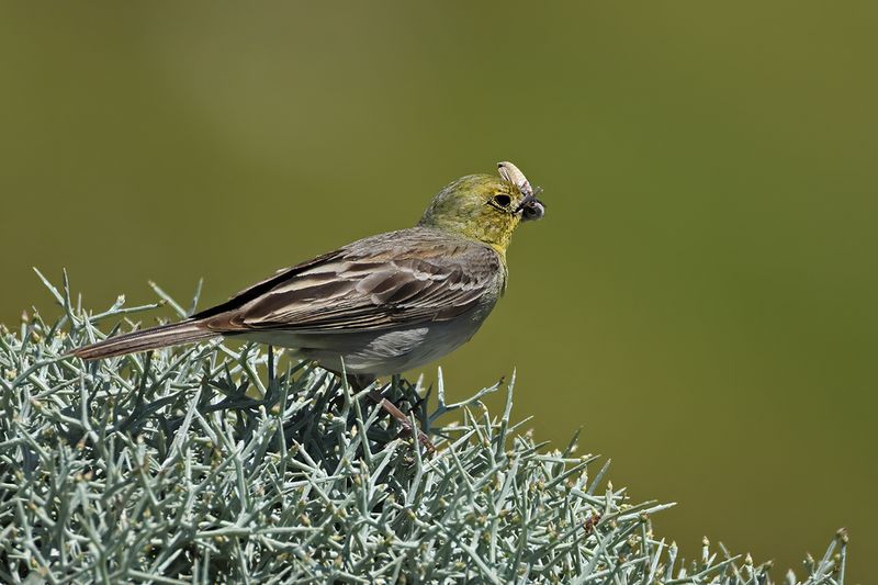 Cinereous Bunting (Emberiza cineracea)