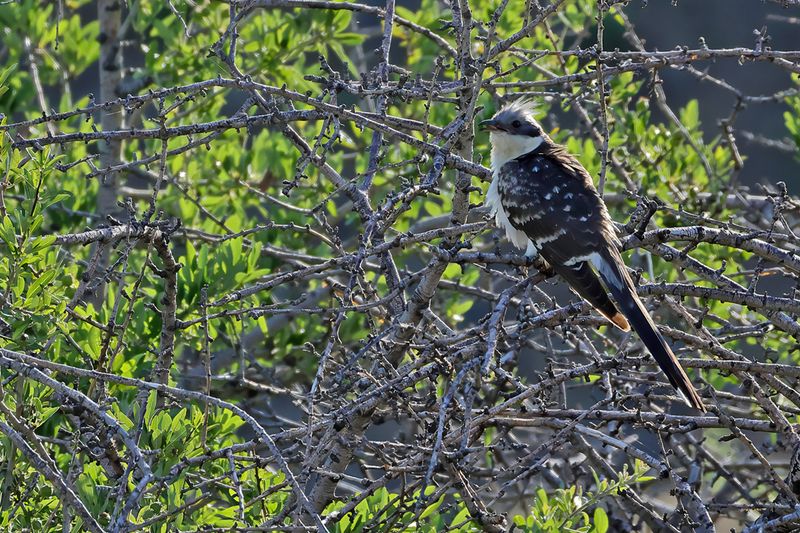 Great Spotted Cuckoo (Clamator glandarius)	