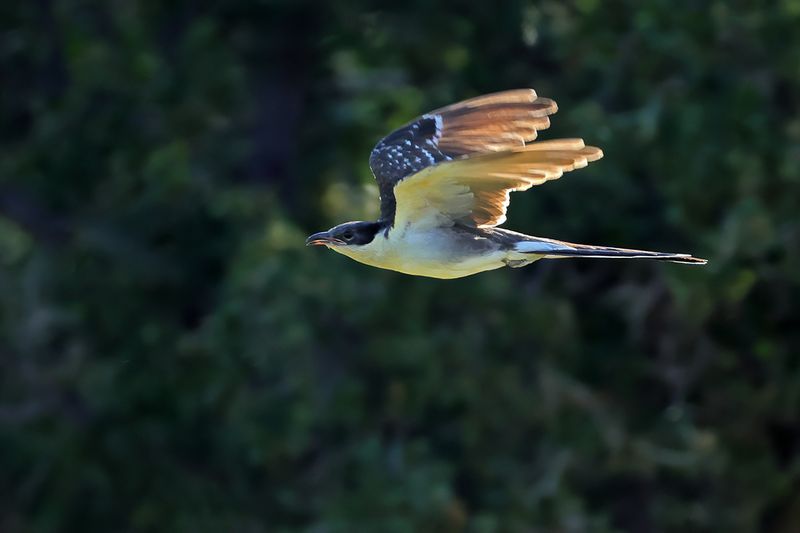 Great Spotted Cuckoo (Clamator glandarius)	