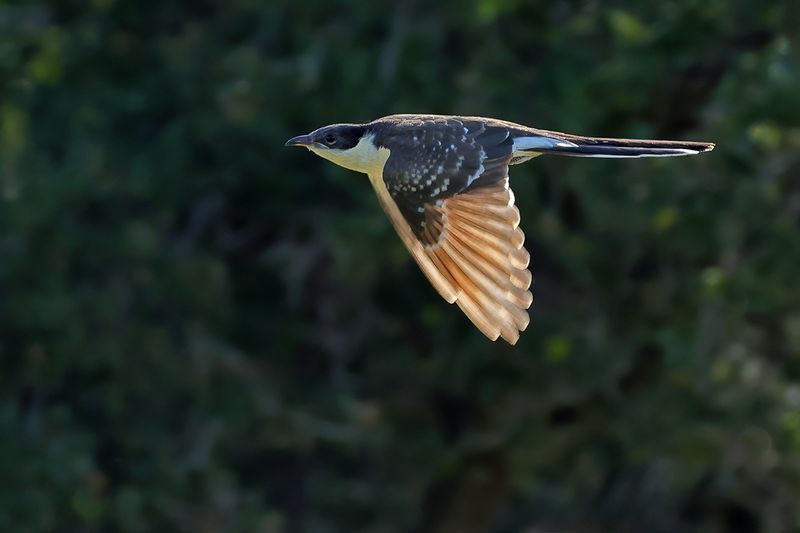 Great Spotted Cuckoo (Clamator glandarius)	