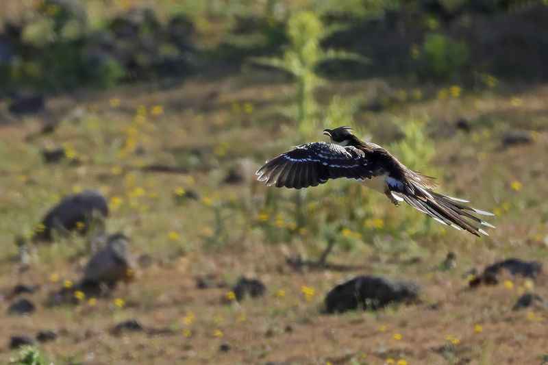 Great Spotted Cuckoo (Clamator glandarius)	