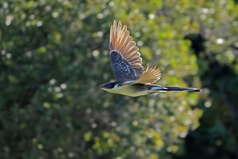 Great Spotted Cuckoo (Clamator glandarius)	