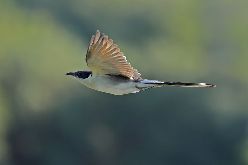 Great Spotted Cuckoo (Clamator glandarius)	