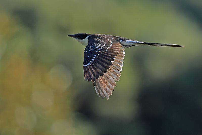 Great Spotted Cuckoo (Clamator glandarius)	