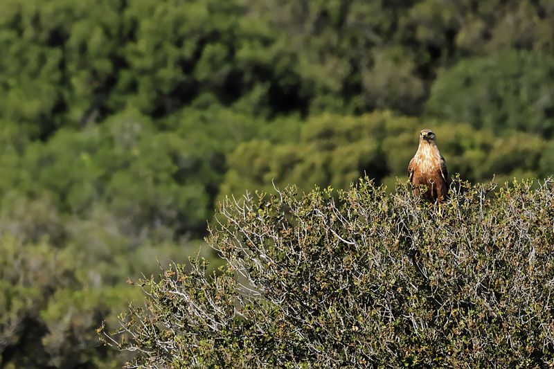 Long-legged Buzzard (Buteo rufinus)