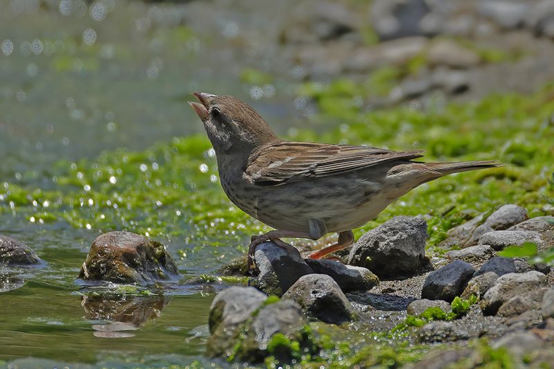 Spanish Sparrow (Passer hispaniolensis)