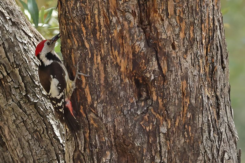 Middle Spotted Woodpecker (Dendrocopos medius)