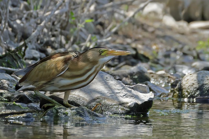 Little Bittern (Ixobrychus minutus)