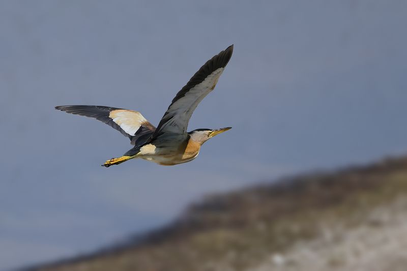 Little Bittern (Ixobrychus minutus)