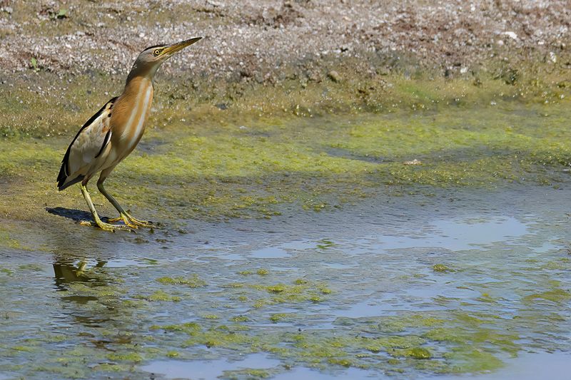 Little Bittern (Ixobrychus minutus)