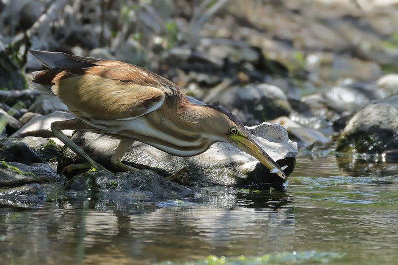 Little Bittern (Ixobrychus minutus)