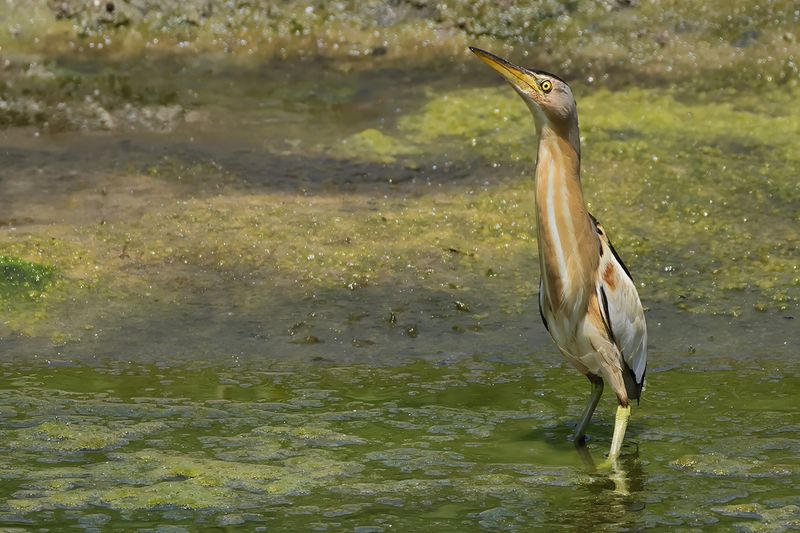 Little Bittern (Ixobrychus minutus)