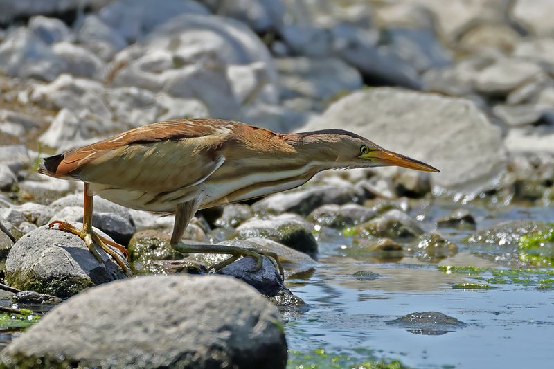 Little Bittern (Ixobrychus minutus)