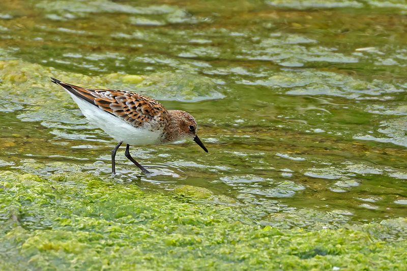 Little Stint (Calidris minuta)