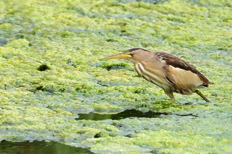 Little Bittern (Ixobrychus minutus)
