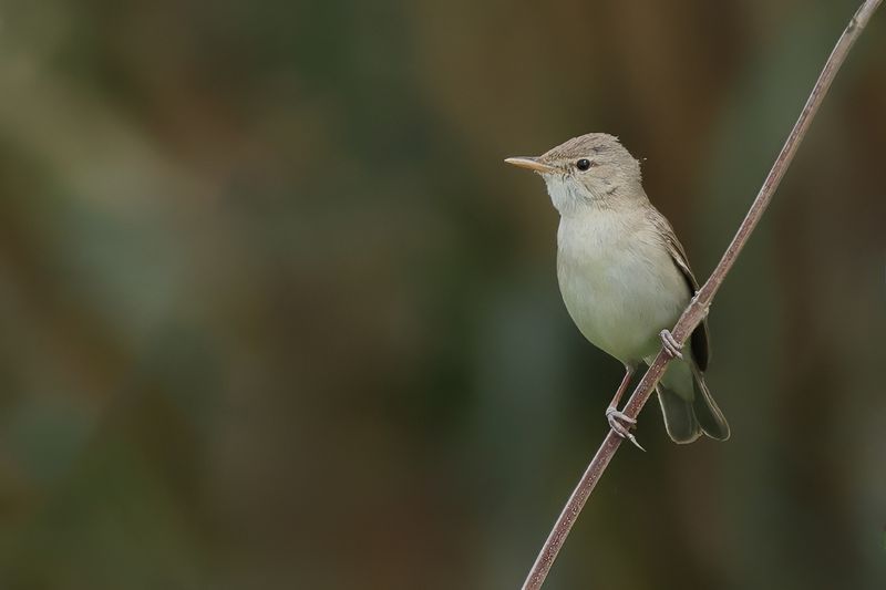 Eastern Olivaceous Warbler  - Iduna pallida