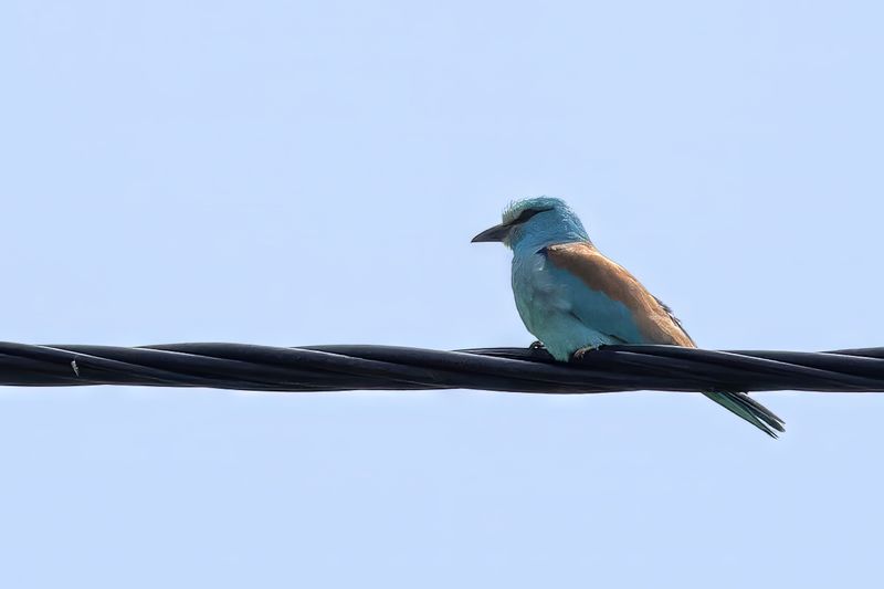 European Roller (Coracias garrulus)