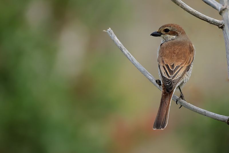 Red-backed Shrike (Lanius collurio)