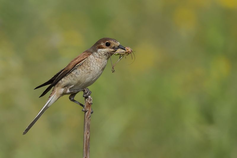 Red-backed Shrike (Lanius collurio)
