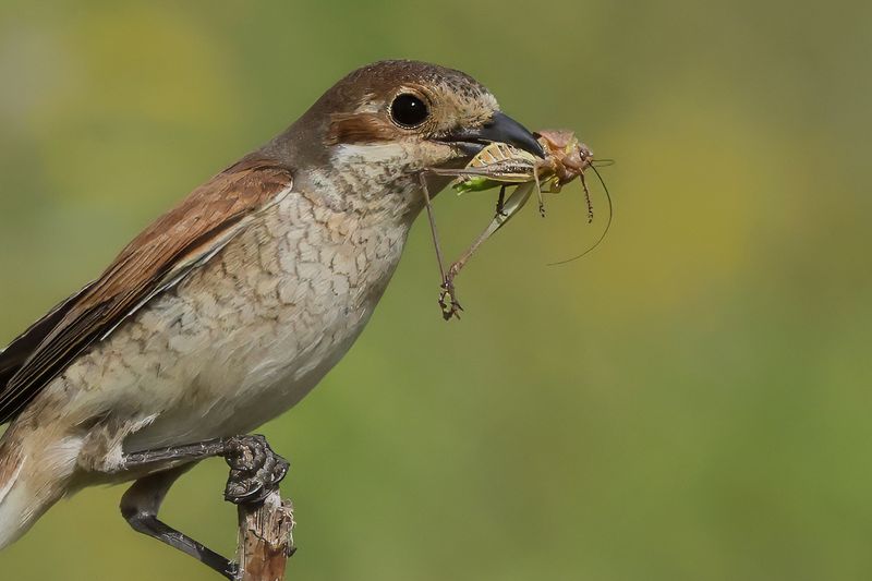Red-backed Shrike (Lanius collurio)