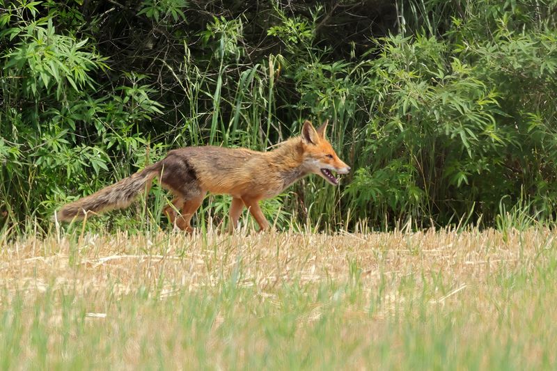 Eurasian Red Fox - (Vulpes vulpes crucigera)
