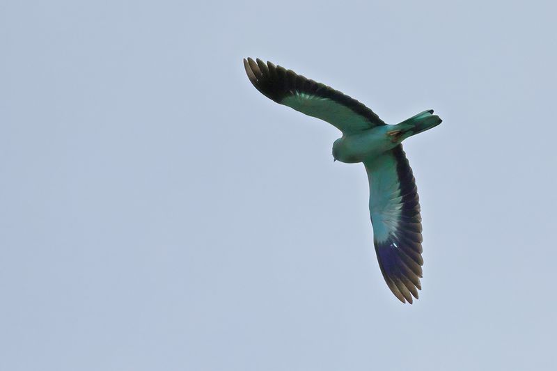 European Roller (Coracias garrulus)