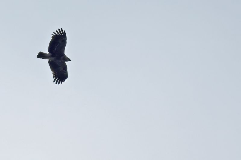 Lesser Spotted Eagle (Clanga pomarina)