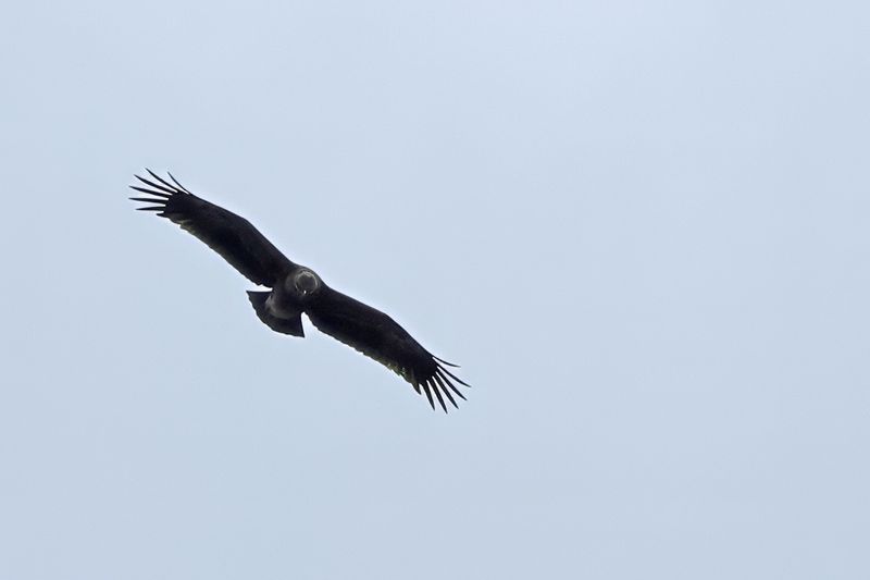 Lesser Spotted Eagle (Clanga pomarina)