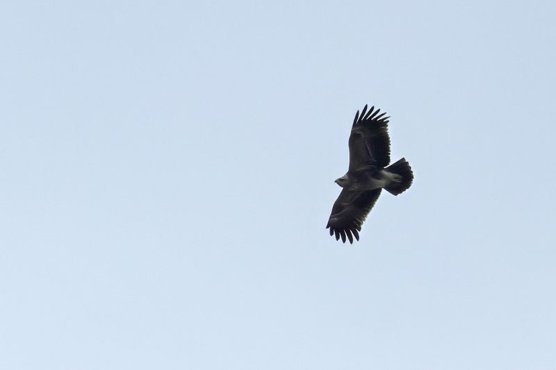Lesser Spotted Eagle (Clanga pomarina)