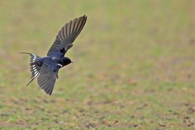 Barn Swallow (Hirundo rustica)