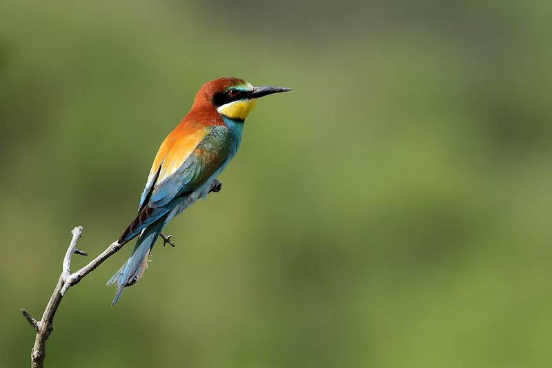 European Bee-eater (Merops apiaster)