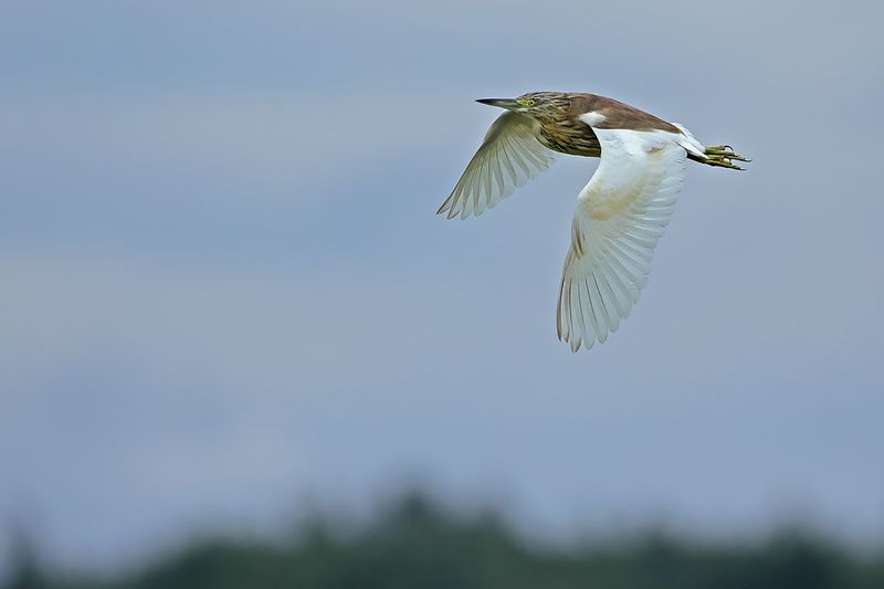 Squacco Heron (Ardeola ralloides)