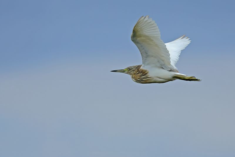 Squacco Heron (Ardeola ralloides)