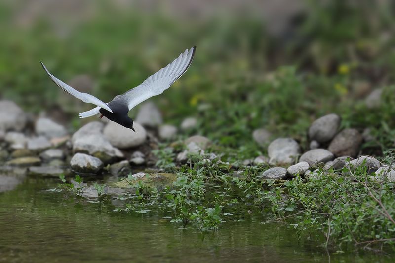White-winged Tern (Chlidonias leucopterus)