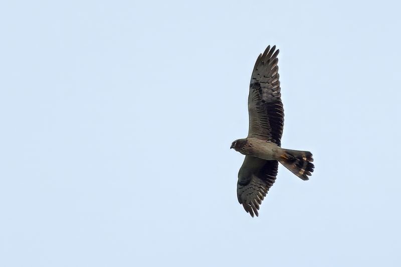 Montagu's Harrier (Circus pygargus)