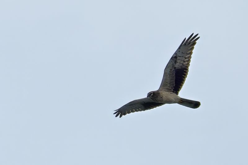 Montagu's Harrier (Circus pygargus)