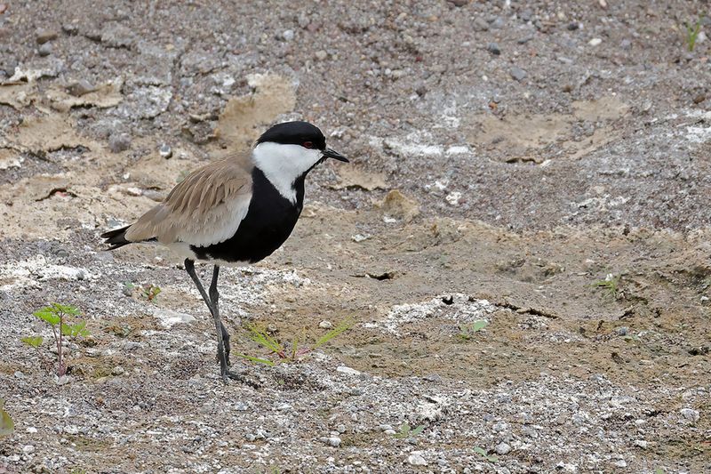 Spur-winged Plover (Vanellus spinosus)